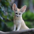 tvfoxpro